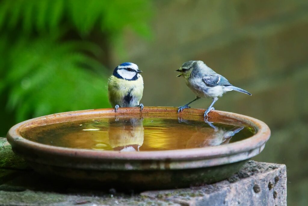 Twee vogeltjes in gesprek met elkaar